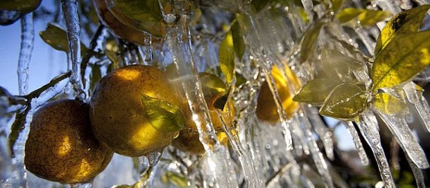 ice_oranges_usa_ah_23731